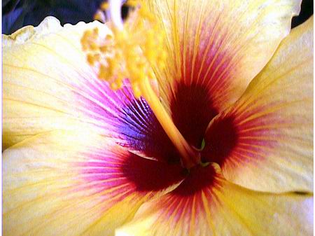 And here are some amazing hibiscus flowers that I love